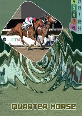 Horse odds